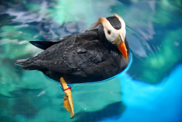 海遊館エトピリカ