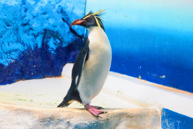 海遊館イワトビペンギン