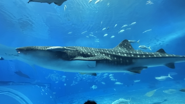 海遊館ジンベエザメ歴代の名前と大きさ