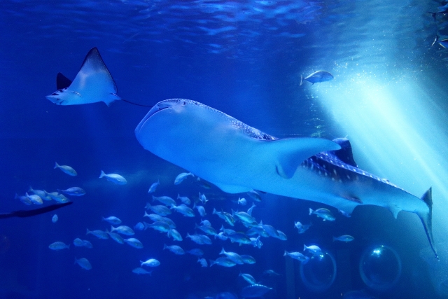 海遊館の所要時間